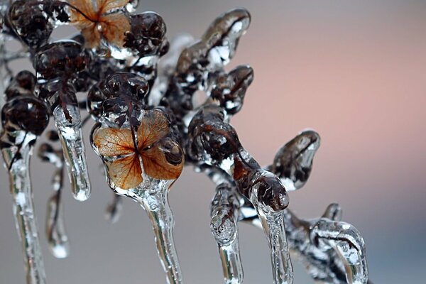 Magische Eiszapfen auf einem dünnen Ast