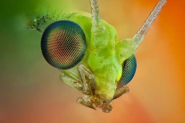 The reticulated eyes of a green insect