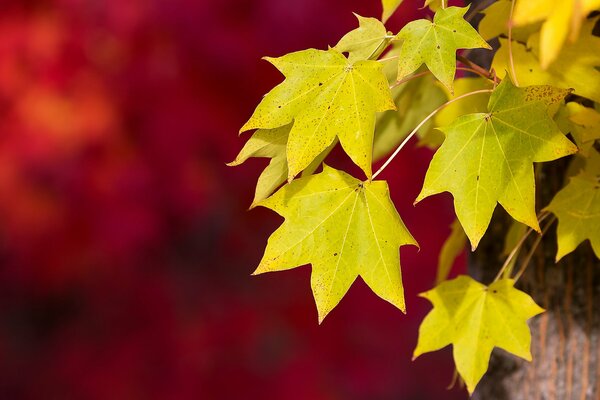 Autumn foliage on a red background looks rich