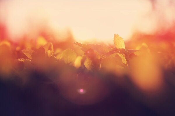 Macro photo of leaves at dawn