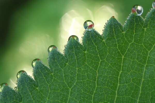 Graziose gocce su una foglia verde