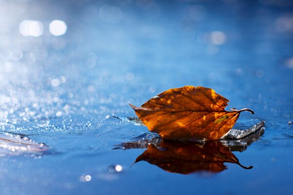 A fallen yellow leaf in a puddle