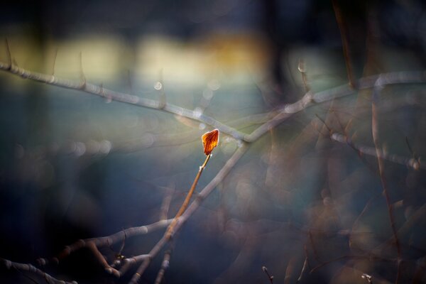 Macro shooting on the background of autumn