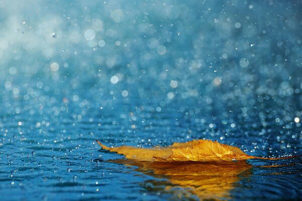 A yellow leaf is lying on the water