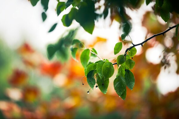 Photo de gros plan de gouttes de pluie sur une branche