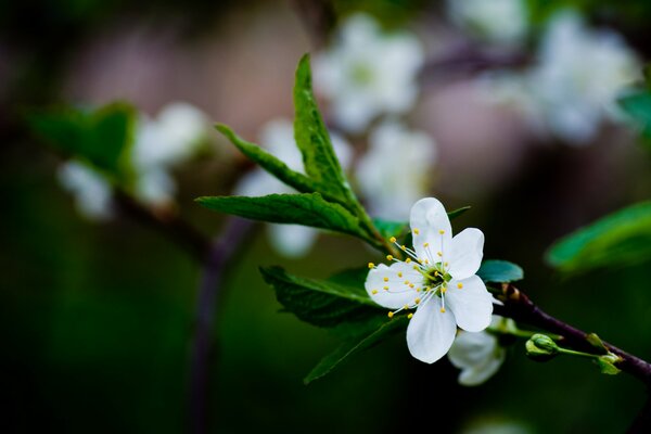 Fleur de branche de cerisier en gros plan