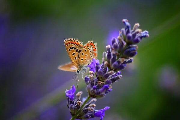 Ein Schmetterling sitzt auf einer lila Blume