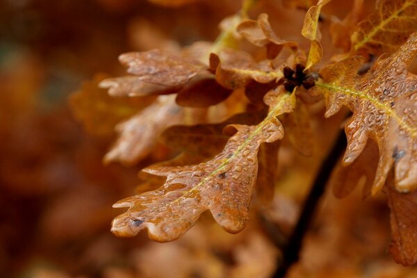 Otoño deja después de la lluvia