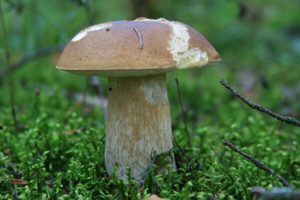 A walk in the autumn forest. Meeting with the inhabitants of the forest-porcini mushroom