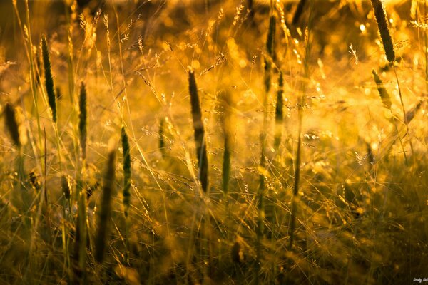 Gras Sonnenuntergang Sonne Natur