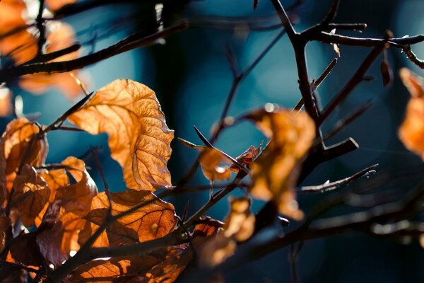 Hojas de otoño a la luz de la lámpara de noche