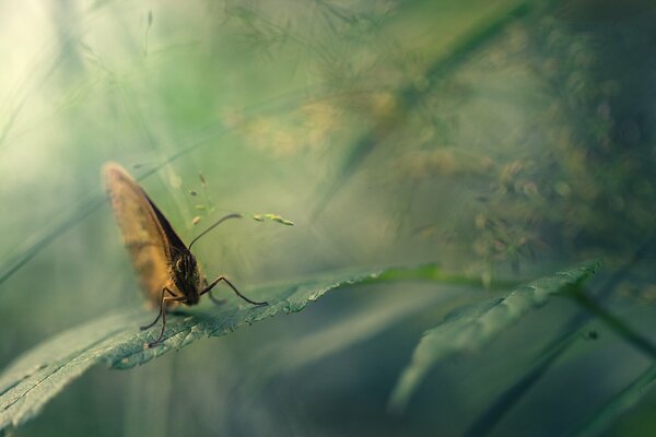 Kleiner grauer Schmetterling auf einem Blatt