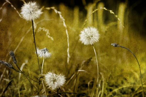 Löwenzahn im Gras beugt sich unter dem Wind