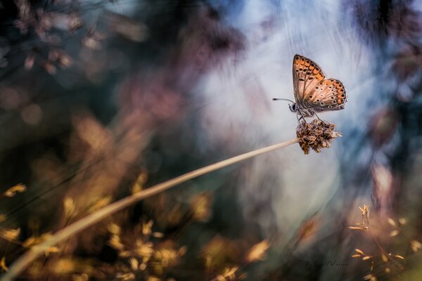 Ein Schmetterling sitzt auf einer verwelkten Pflanze