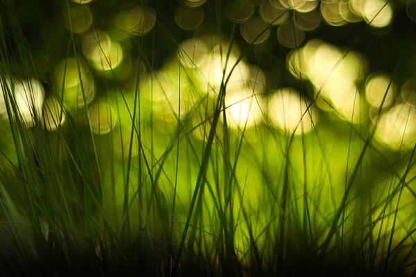 Macro disparo de hierba sobre fondo verde