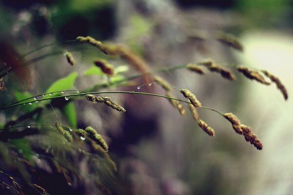 Espiguillas macro con gotas en los tallos