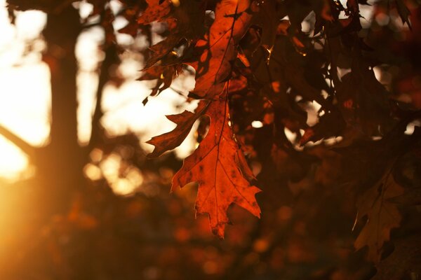 Through the leaves of autumn trees, the rays of light at sunset are amazing