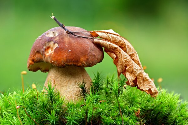 Le champignon blanc se trouve dans la mousse verte, sur le champignon il y a une feuille sèche, sur un fond vert flou