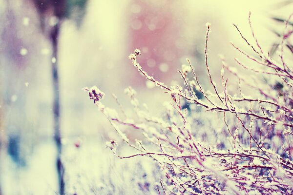 Äste wurden mit flauschigem Schnee bedeckt