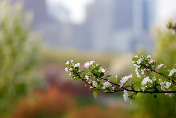 Blooming branch of an apple tree