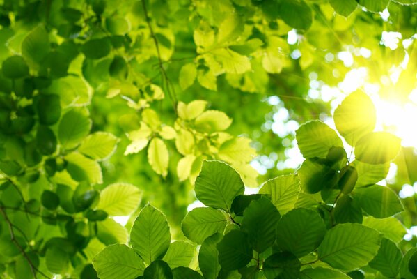 Raggi di sole attraverso il fogliame primaverile