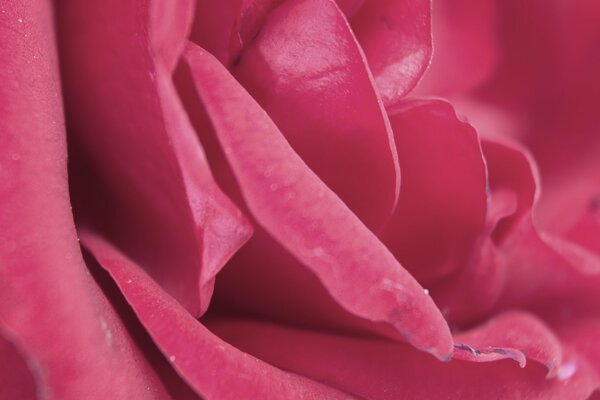 Delicate pink rose petals