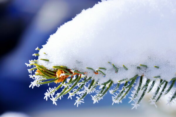 Christmas tree branch covered with snow