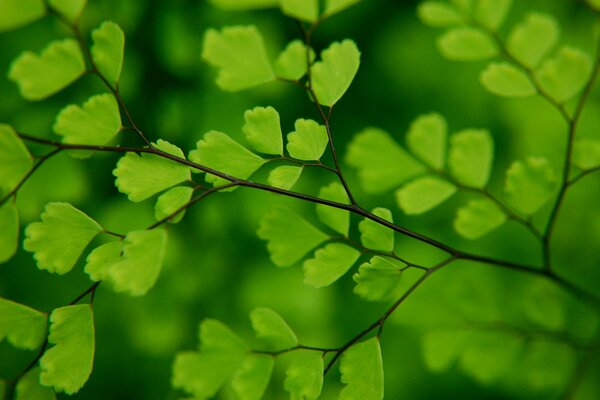 Fotografía macro del follaje de un árbol verde