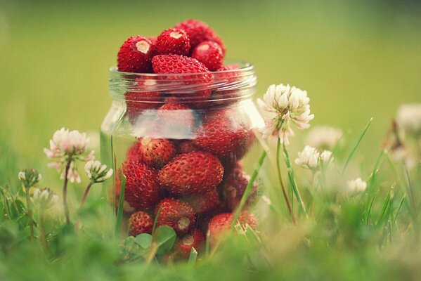 Strawberries in a glass in nature