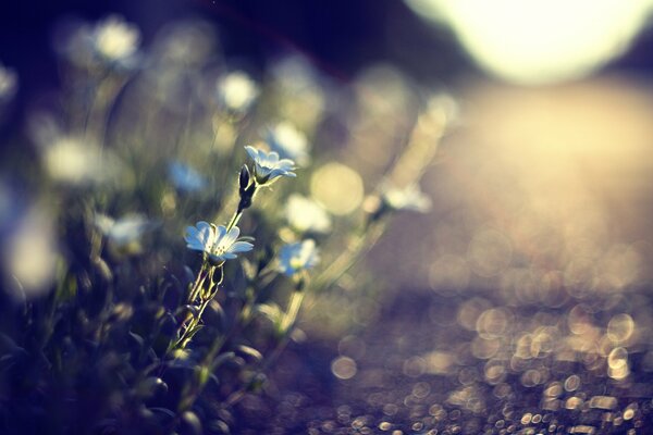 Blaue Blumen in Tautropfen