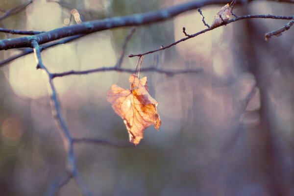 Herbst , der gelbe Herbst ist gekommen