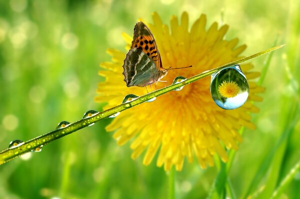 Foto ein Tropfen auf dem Stiel und ein Schmetterling