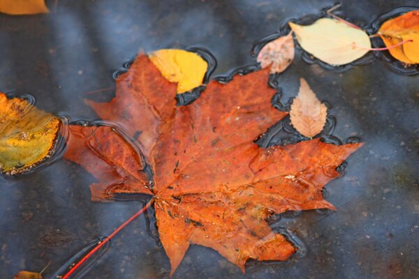 In autumn it is good to observe changes in nature, especially when huge maple leaves dancing in a whirlwind of leaf fall land in a puddle. j