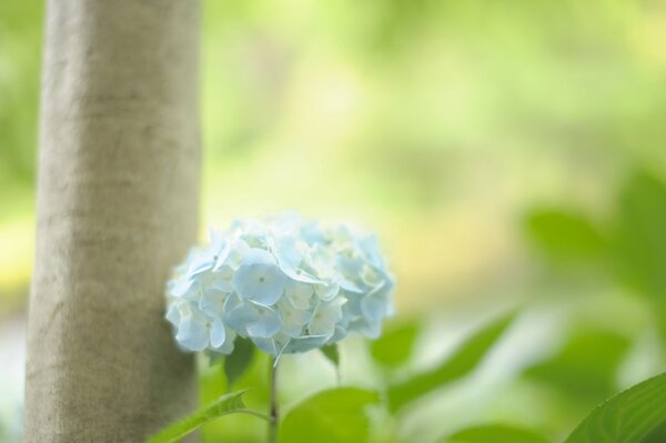 Weiße Blume auf einem Baumstamm Hintergrund