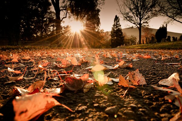 Autumn foliage when illuminated by light