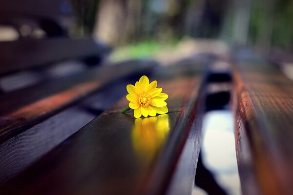 Composition d une fleur jaune vif sur un banc