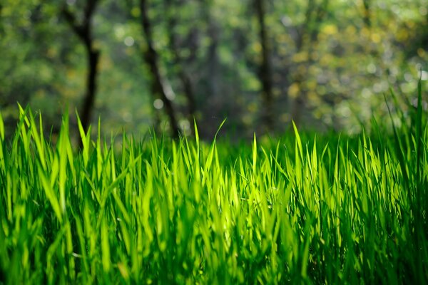 Spring juicy green grass