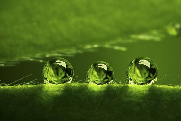 Fondo verde con gotas de rocío en la superficie