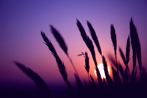 Ears of corn at sunset on a summer day