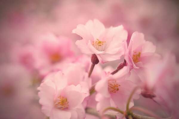 Fiori di ciliegio primavera su sfondo sfocato