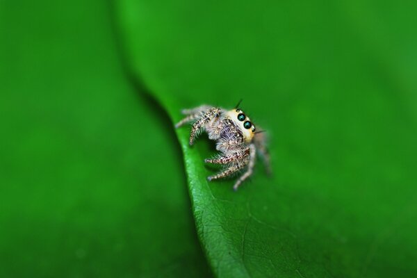 Une très petite araignée se trouve sur une feuille verte