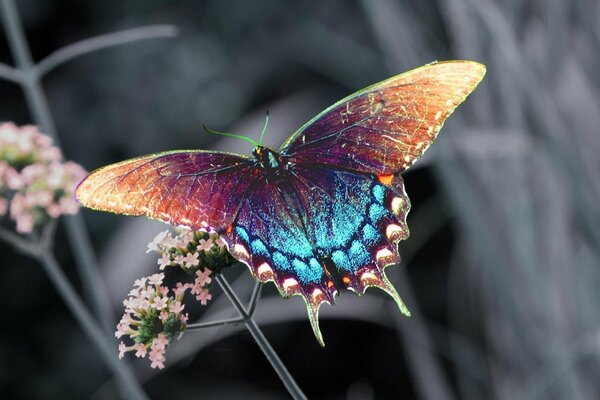 Mariposa con alas de color marrón-azul en pequeñas flores Rosadas sobre un fondo borroso