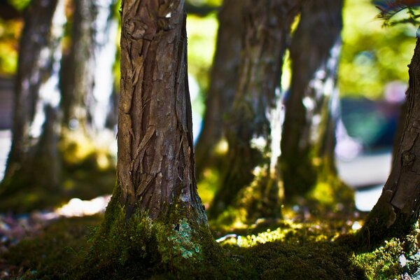 Arbres forestiers au soleil