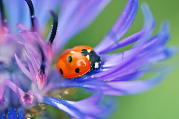 Coccinelle sur un pétale de bleuet