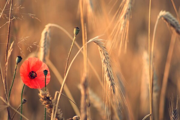 Papavero rosso sullo sfondo di un campo autunnale