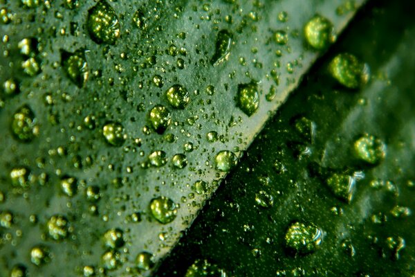 Photo macro. Gouttes photo sur les feuilles