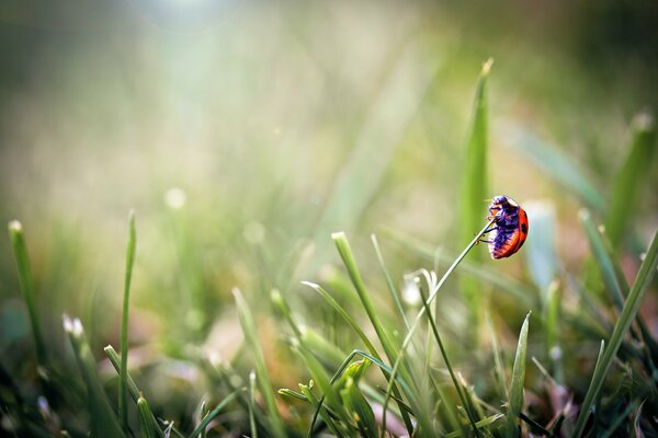 Der Marienkäfer ist auf Gras gekrochen und versucht abzuheben