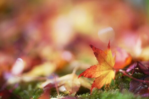 Photo leaves fallen autumn