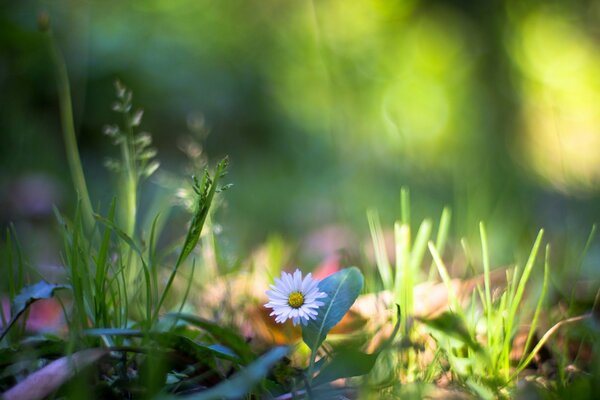 Die erste Blume bei Sonneneinstrahlung