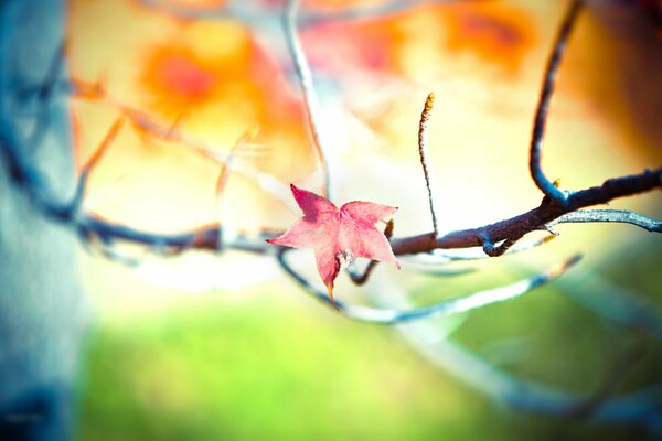 A pink leaf on a dry branch